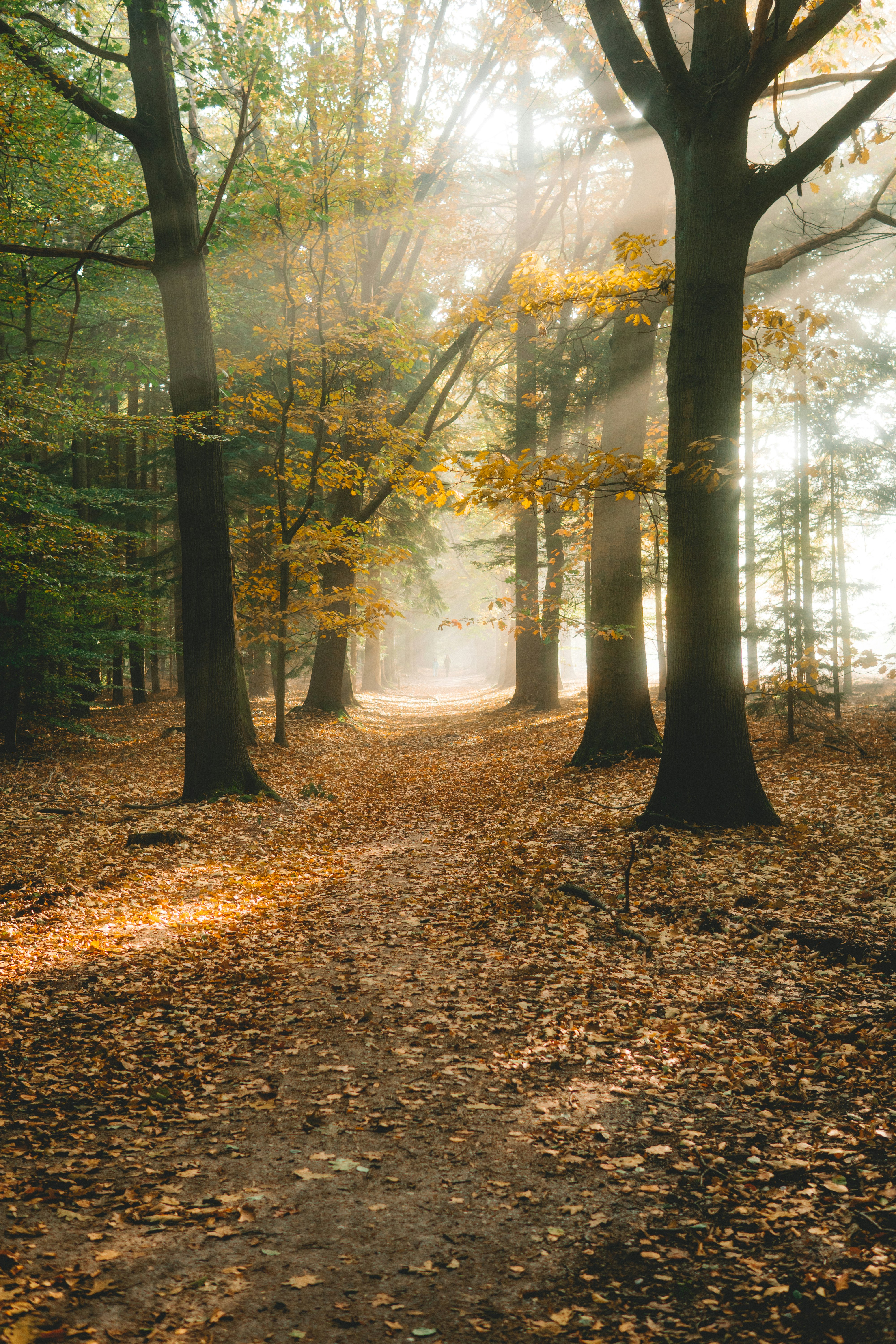 green trees on brown leaves during daytime